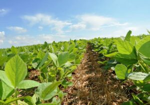 Leia mais sobre o artigo Feira agro traz pavilhão tecnológico com inovações