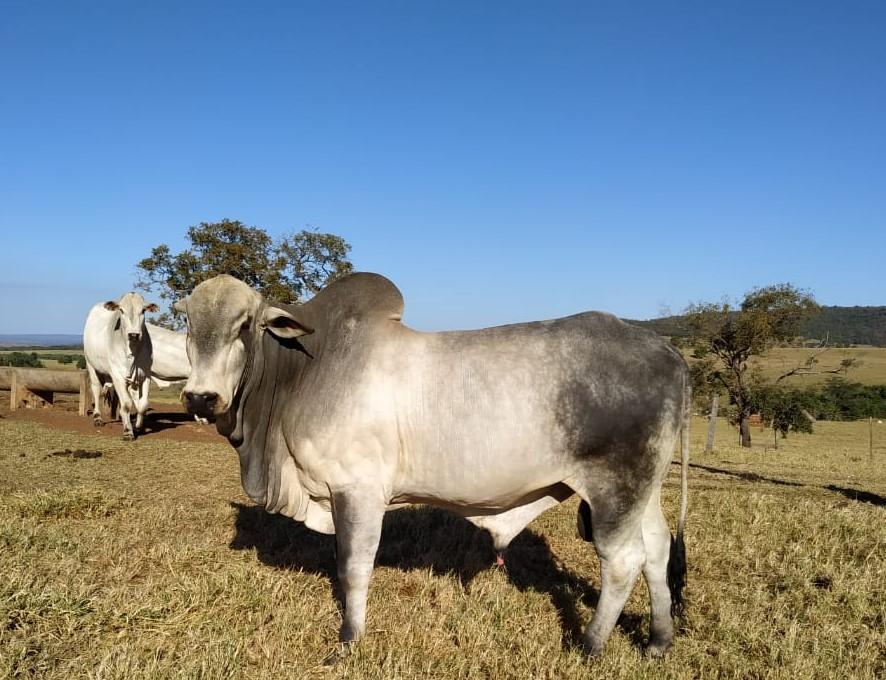 Você está visualizando atualmente Recuperação de pastagens degradadas é tema de Dia de Campo