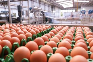Leia mais sobre o artigo Emirados e Catar se destacam como destino dos ovos brasileiros