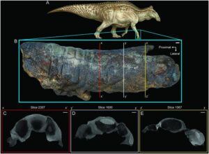 Leia mais sobre o artigo Dinossauro mumificado impressiona pelo estado de conservação