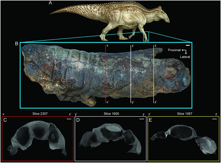 No momento, você está visualizando Dinossauro mumificado impressiona pelo estado de conservação