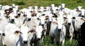 Leia mais sobre o artigo Mato Grosso é considerado líder na bovinocultura de cortes