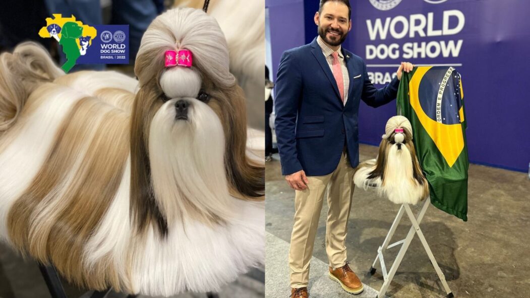 No momento, você está visualizando Shih-tzu brasileira ganha prêmio de Melhor Cão do Mundo