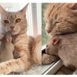 AMIZADE IMPROVÁVEL: Gato e rato inseparáveis surpreende