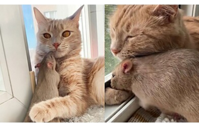 Você está visualizando atualmente AMIZADE IMPROVÁVEL: Gato e rato inseparáveis surpreende