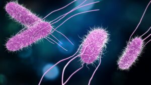 Leia mais sobre o artigo Brasileiros descobrem como Salmonella ataca bactérias do bem