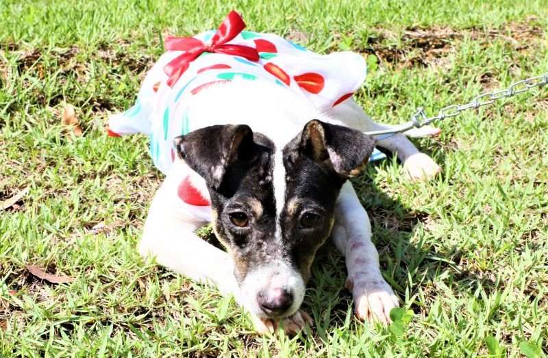 Você está visualizando atualmente Prefeitura de Cuiabá promove ‘Carna Folia Pet’ no próximo dia 11