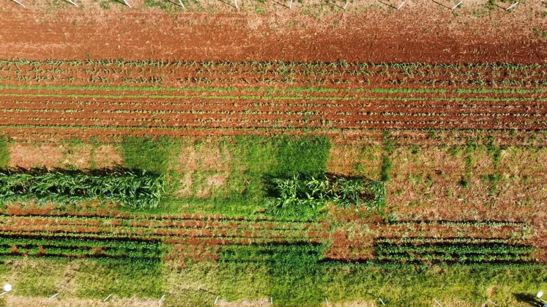 Você está visualizando atualmente Treinamento ajudará o controle das plantas daninhas em Mato Grosso