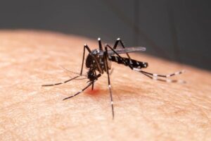 Leia mais sobre o artigo Anvisa aprova nova vacina contra a dengue