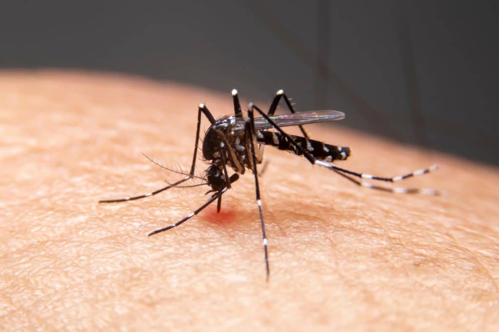 Você está visualizando atualmente Anvisa aprova nova vacina contra a dengue
