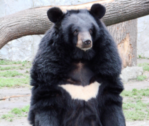 Leia mais sobre o artigo Família chinesa adota cachorro e descobre depois que era um urso