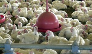 Leia mais sobre o artigo Ministério suspende feiras de aves para evitar gripe aviária no país