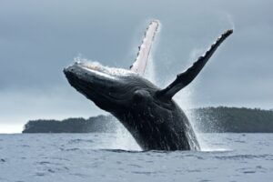 Leia mais sobre o artigo Para atrair uma fêmea, baleias machos escolhem parar de cantar