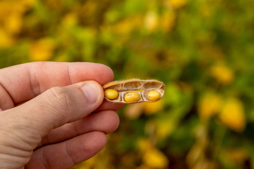 Você está visualizando atualmente Pesquisador da Embrapa vê produção agrícola dobrar