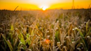 Leia mais sobre o artigo Supersafra do agro em 2023 deve injetar R$ 1 tri na economia