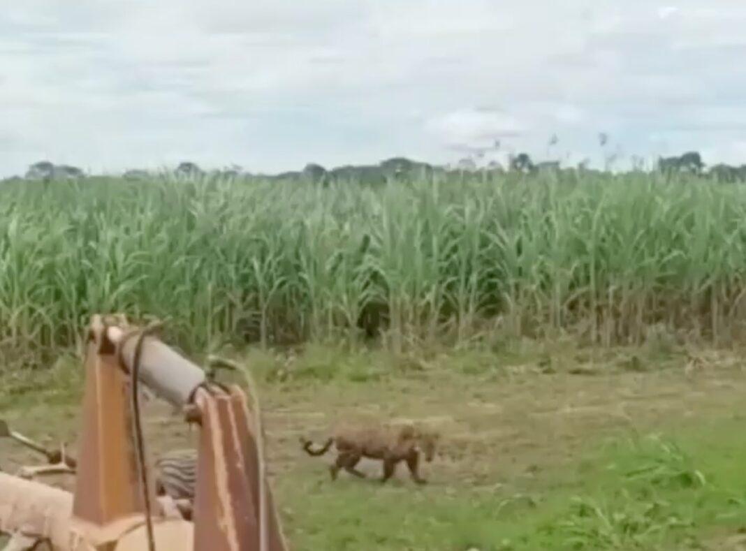 No momento, você está visualizando Tratorista dá de cara com onça em Mato Grosso, assista o vídeo