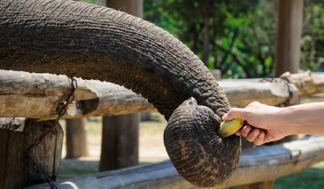 Você está visualizando atualmente Elefante aprende a descascar banana com a tromba na Alemanha