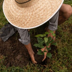Leia mais sobre o artigo Ação Cuiabá Verde presenteia com mudas de árvores nativas