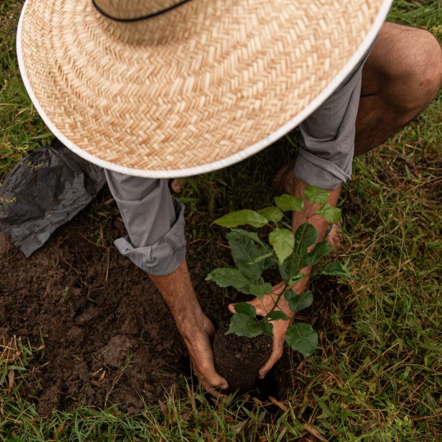 Você está visualizando atualmente Ação Cuiabá Verde presenteia com mudas de árvores nativas