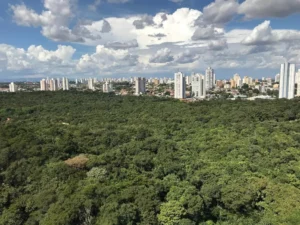 Leia mais sobre o artigo Celebra Cuiabá + Verde distribui mil mudas de árvores nativas