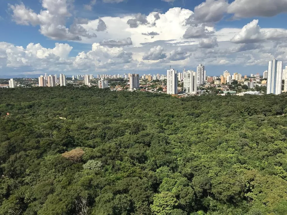 Você está visualizando atualmente Celebra Cuiabá + Verde distribui mil mudas de árvores nativas