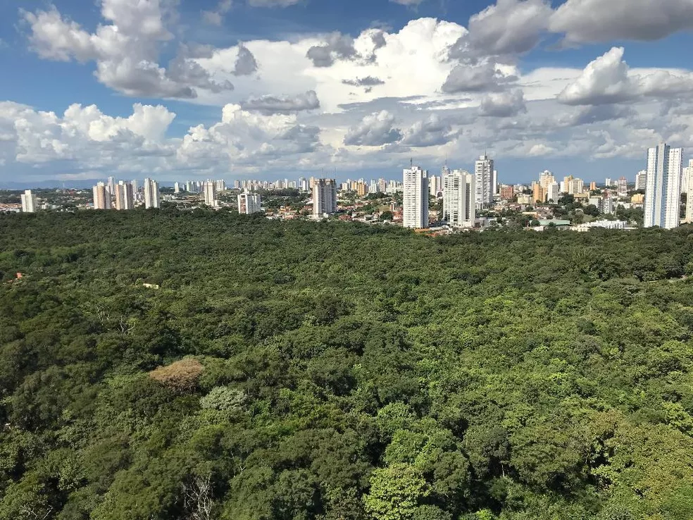 No momento, você está visualizando Celebra Cuiabá + Verde distribui mil mudas de árvores nativas