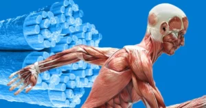 Leia mais sobre o artigo Músculo tremendo no exercício, o que significa?