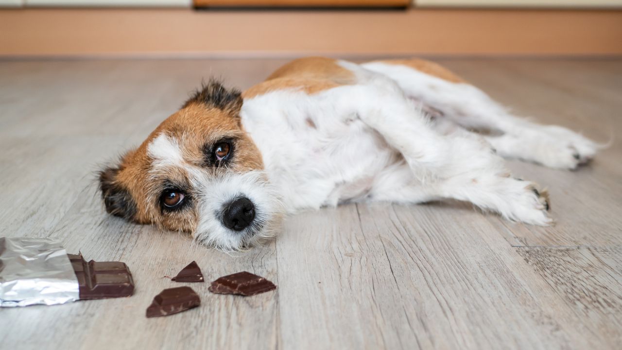 Você está visualizando atualmente Entenda quais são os perigos de oferecer chocolate para pets