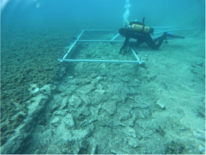 Leia mais sobre o artigo Arqueólogos encontram estrada de 7 mil anos no fundo do mar
