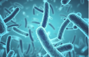 Leia mais sobre o artigo Identificada bactéria intestinal que pode causar Parkinson