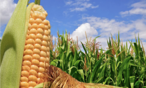 Leia mais sobre o artigo MT: Propriedade produz mais de 200 sacas de milho por hectare
