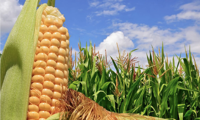Você está visualizando atualmente MT: Propriedade produz mais de 200 sacas de milho por hectare