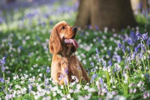 Leia mais sobre o artigo É verdade que a personalidade de cães e seus donos é parecida?