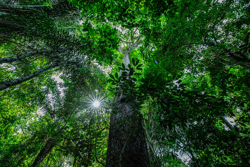 Você está visualizando atualmente MT tem queda de 71% nos alertas de desmatamento da Amazônia