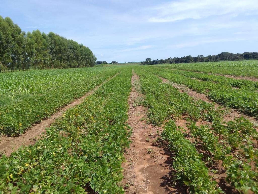 Você está visualizando atualmente Empaer testa novos cultivares de feijoeiro em Canarana