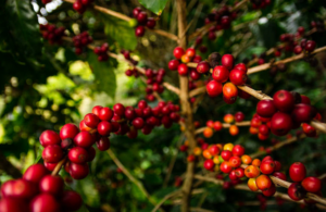 Leia mais sobre o artigo Conab projeta alta de 5,1% na produção de café em Mato Grosso