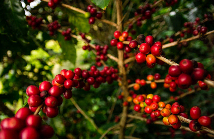 No momento, você está visualizando Conab projeta alta de 5,1% na produção de café em Mato Grosso