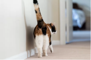 Leia mais sobre o artigo Por que os gatos gostam de mostrar o bumbum para seus donos?
