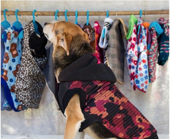 No momento, você está visualizando Veterinários apontam raças de cães que não devem usar roupas