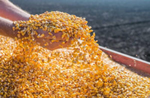 Leia mais sobre o artigo Agricultores de MT poderão vender até 30 mil sacas de milho