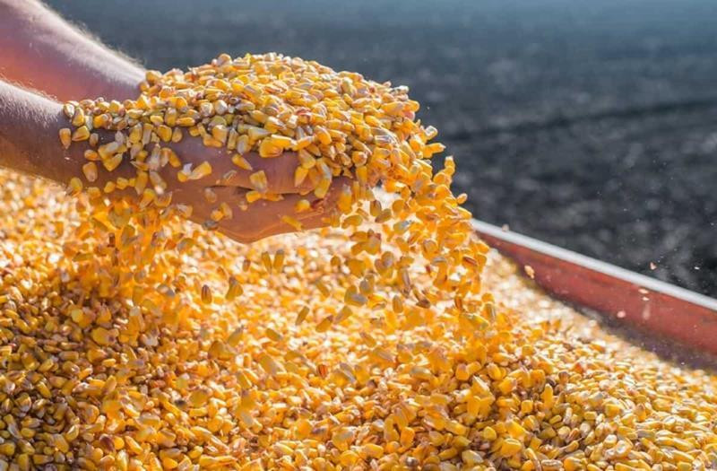Você está visualizando atualmente Agricultores de MT poderão vender até 30 mil sacas de milho