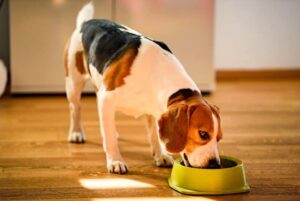 Leia mais sobre o artigo Descubra o alimento que atua como vermífugo natural para cães