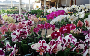 Leia mais sobre o artigo Festival de Orquídeas e Rosas do Deserto termina neste sábado (19)
