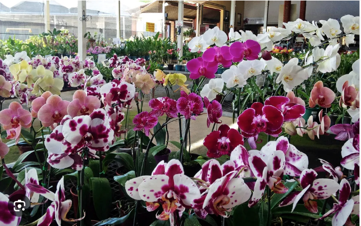 Você está visualizando atualmente Festival de Orquídeas e Rosas do Deserto termina neste sábado (19)