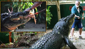 Leia mais sobre o artigo Cassius, o crocodilo que é o maior do mundo e continua a crescer
