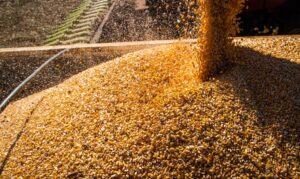 Leia mais sobre o artigo Conab: produção de grãos deve crescer 17,4% na safra 2022/2023