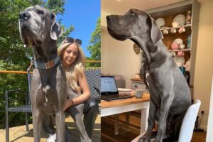 Leia mais sobre o artigo Conheça Wellington, um cão gigante mais alto que sua tutora