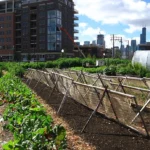 Foco na alimentação saudável, EUA investem em agricultura urbana