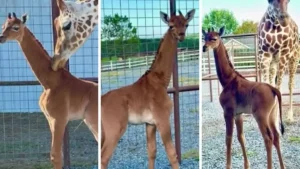 Leia mais sobre o artigo Conheça filhote de girafa que nasceu sem pintas