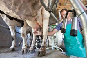 Leia mais sobre o artigo Produtores buscam solução no aumento da importação de leite